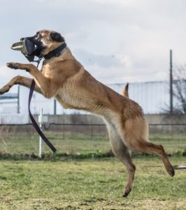 adopta-un-caine