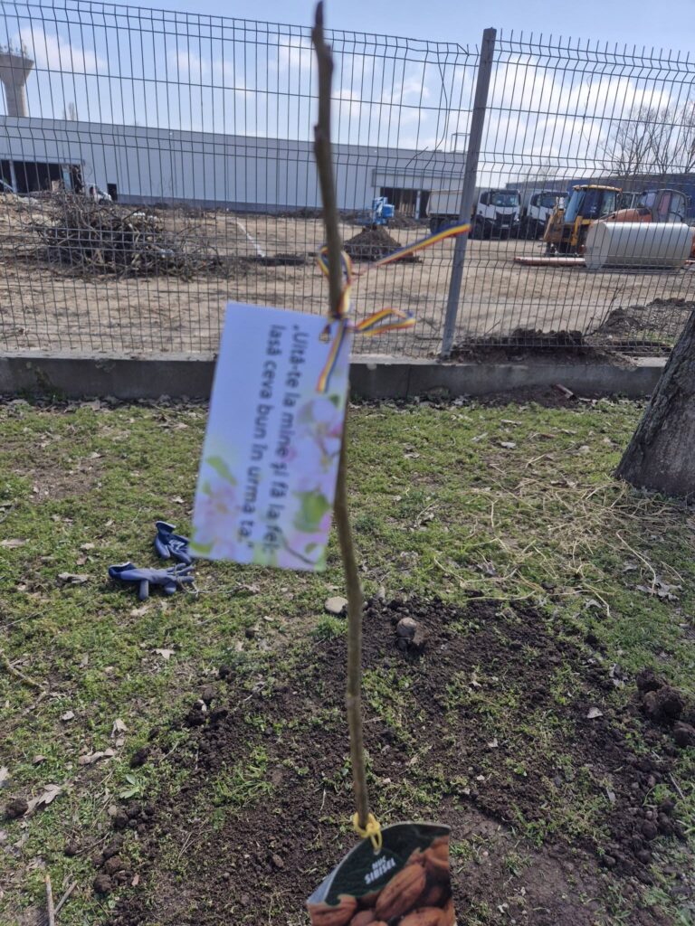 Mirel Todirică, Balotești, plantare pomi Balotești