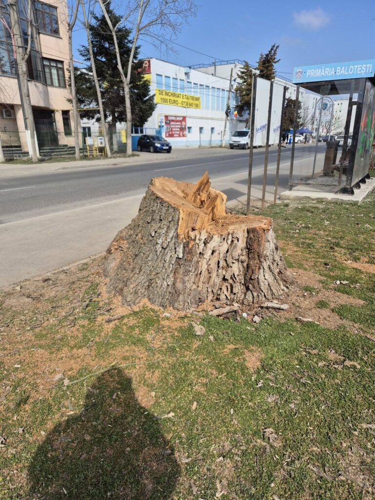 Mirel Todirică, Balotești, plantare pomi Balotești